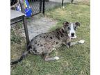 Donatello, American Staffordshire Terrier For Adoption In Brooklyn Center