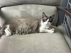 Vince 2, Siamese For Adoption In Austin, Texas