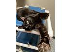 Susan, Domestic Shorthair For Adoption In Bemidji, Minnesota