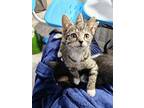 Elizabeth - Loving Young Kitten, Domestic Mediumhair For Adoption In Hillsboro