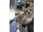 Harry - Loving Young Kitten, Domestic Shorthair For Adoption In Hillsboro
