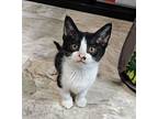 Ellie Anna - Loving Young Kitten, Domestic Shorthair For Adoption In Hillsboro