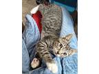 Henry - Loving Young Kitten, Domestic Shorthair For Adoption In Hillsboro