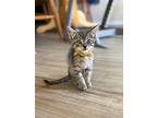 Speed Racer, Domestic Shorthair For Adoption In Boerne, Texas