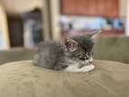 Jalopy Jester, Domestic Mediumhair For Adoption In Boerne, Texas