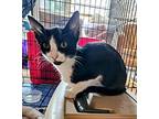 Wendy, Domestic Shorthair For Adoption In Boerne, Texas