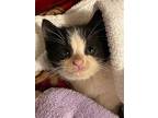 Domino, Domestic Shorthair For Adoption In Spring Grove, Pennsylvania