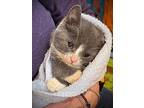 Jenga, Domestic Shorthair For Adoption In Spring Grove, Pennsylvania