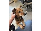 Woody, Dachshund For Adoption In Bartlesville, Oklahoma