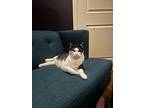 Mashed Potatoes, Domestic Shorthair For Adoption In Pawtucket, Rhode Island
