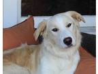 Clover, Golden Retriever For Adoption In Los Angeles, California