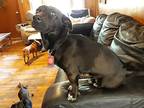 Rayne, Labrador Retriever For Adoption In Jackson, Tennessee