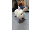 Sir Fluffybottom Vonhops, American For Adoption In Pasco, Washington