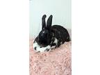Apple, English Spot For Adoption In Pasco, Washington