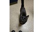 Boo Berry, Domestic Shorthair For Adoption In Merriam, Kansas