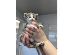 Moe, Domestic Shorthair For Adoption In Bolivar, Missouri