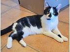 Pipa Aka Vining Kitten #4, Domestic Shorthair For Adoption In Louisa, Virginia
