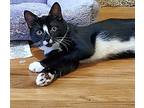 Taran, Domestic Shorthair For Adoption In Virginia Beach, Virginia