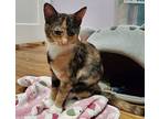 Delaney, Domestic Shorthair For Adoption In Virginia Beach, Virginia