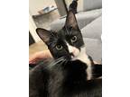 Zero, Domestic Shorthair For Adoption In Butner, North Carolina