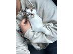 Gremlin, Manx For Adoption In Monterey, Virginia