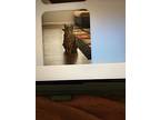 Frankie And Willie, American Shorthair For Adoption In Westwood, New Jersey