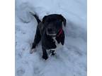 Ghoul, American Pit Bull Terrier For Adoption In Kenai, Alaska