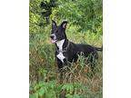 Penny, Terrier (unknown Type, Small) For Adoption In Dorset, Ontario