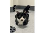 Barrel, Domestic Shorthair For Adoption In Sheboygan, Wisconsin