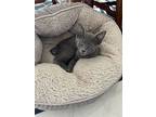 Henrietta, Domestic Shorthair For Adoption In Fort Pierce, Florida