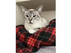 Danni, Domestic Shorthair For Adoption In Denver, Colorado