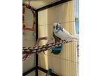 Boo, Budgie For Adoption In Squamish, British Columbia