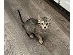 Hupcapw, Domestic Shorthair For Adoption In North Highlands, California