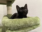 Chassew, Domestic Shorthair For Adoption In North Highlands, California