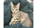 Clutchw, Domestic Shorthair For Adoption In North Highlands, California