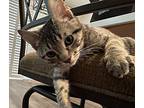Bumperw, Domestic Shorthair For Adoption In North Highlands, California