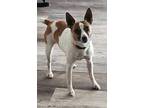 Spanky In Salem, Jack Russell Terrier For Adoption In Seguin, Texas