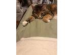 Crackerjack/ Baby Girl, Calico For Adoption In Marshall, Texas