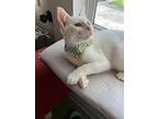 Olaf, Oriental For Adoption In Marshall, Texas