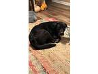 Asher, Labrador Retriever For Adoption In Marshall, Texas