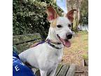 Simba, Terrier (unknown Type, Medium) For Adoption In Oakland, California