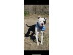 Oreo, Staffordshire Bull Terrier For Adoption In Middletown, Connecticut