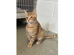 Tarot, Domestic Shorthair For Adoption In Stanton, Michigan