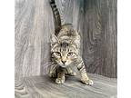 Sam, Domestic Shorthair For Adoption In Benbrook, Texas