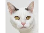 Sophie, Domestic Shorthair For Adoption In Springfield, Illinois