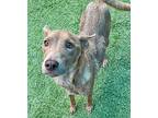 Luna, Terrier (unknown Type, Small) For Adoption In New York, New York