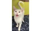 Libby, Domestic Shorthair For Adoption In Fresno, California