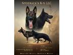 Akc German Shepherd Pups