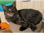 Adopt Connor a Tiger Striped Domestic Shorthair (short coat) cat in Brainerd
