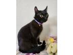 Adopt Haruhi a All Black Domestic Shorthair (short coat) cat in Houston